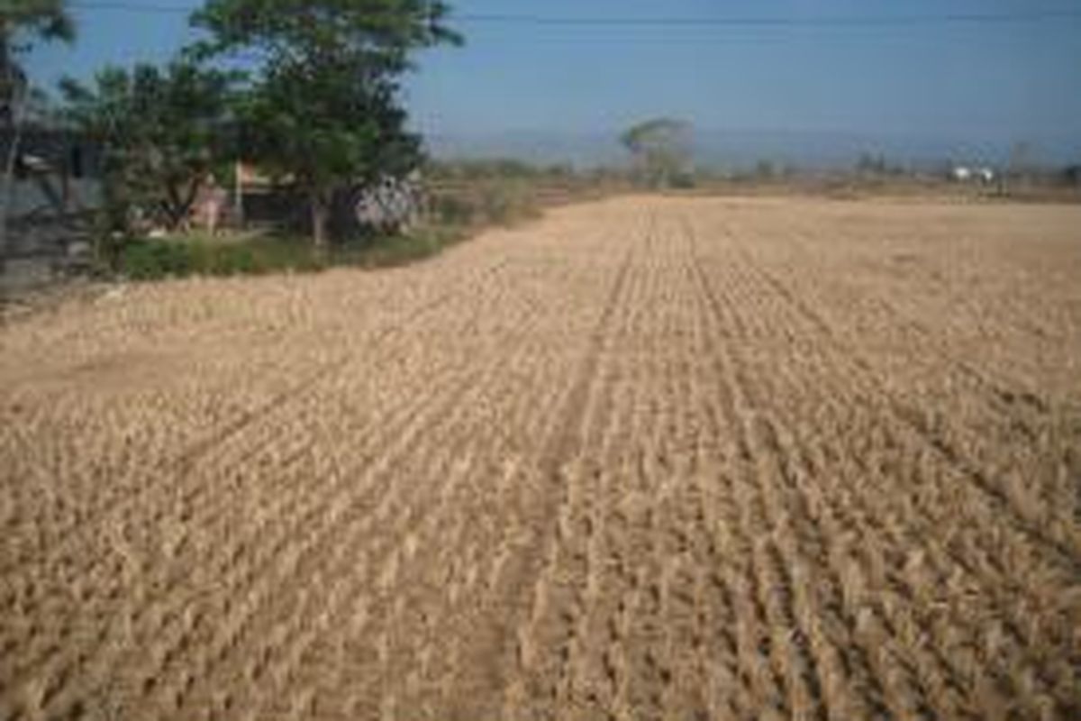 Kekeringan yang melanda sawah-sawah tadah hujan di Desa Pajukukang, Kecamatan Bontoa, Kabupaten Maros, Sulawesi Selatan. Pengambilan gambar pada Sabtu (12/9/2015).