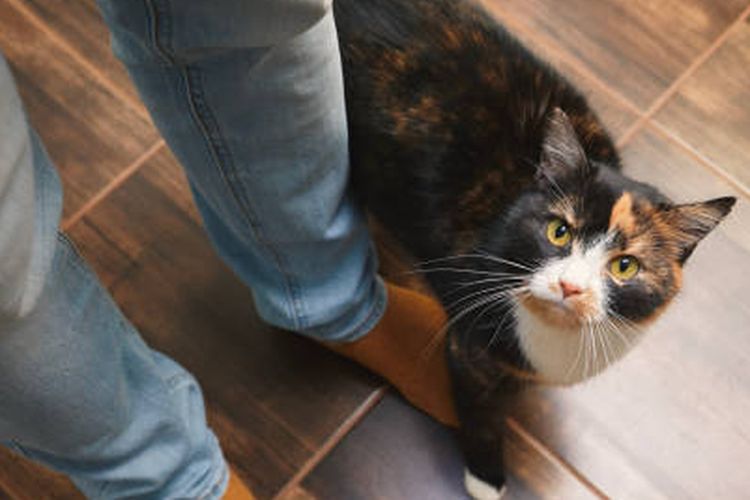 Peneliti ungkap hubungan pemilik kucing yang berisiko lebih tinggi terkena skizofrenia.