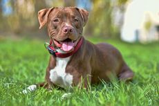 5 Mitos Anjing Pit Bull, dari Gigitan Mematikan sampai Sulit Dilatih