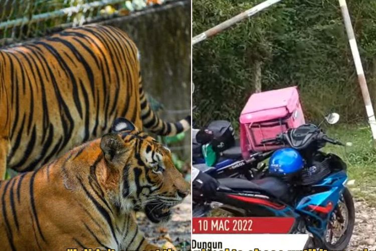 Motor kurir FoodPanda Malaysia, Mohd Shafiq Mamat, yang dikejar harimau setelah mengantar paket makanan di Dungun, Terengganu, Rabu (9/3/2022) malam.