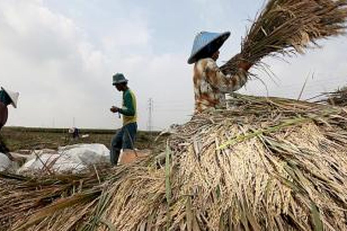 Harga beras yang mahal dalam sebulan terakhir membuat warga di Kabupaten Cirebon dan Indramayu, Jawa Barat, yang merupakan daerah penghasil padi nasional, kesulitan mendapatkan beras kualitas layak dengan harga terjangkau. 