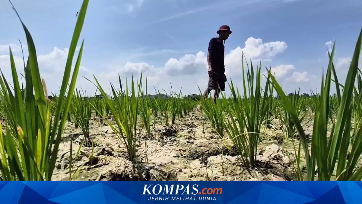 BMKG Prediksi Puncak Kemarau Juli 2026 di 10 Wilayah Indonesia