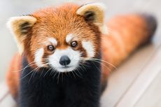 Menyelamatkan Red Panda dengan Masker dari Himalaya