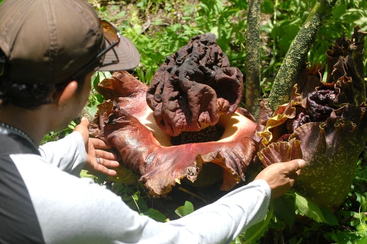 Warga menunjukkan bunga bangkai dengan nama ilmiah Amorphophallus paeoniifolius yang tumbuh bermekaran di kawasan hutan Segoro Gunung, Desa Nglinduk, Kecamatan Gabus, Kabupaten Grobogan, Jawa Tengah, Selasa (17/11/2020) sore. Ratusan bunga bangkai bermunculan di hutan seluas 600 hektar tersebut di awal memasuki musim penghujan ini. KOMPAS.com/PUTHUT DWI PUTRANTO NUGROHO  