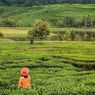 Telaga Saat di Bogor, Daya Tarik, Harga Tiket, dan Rute