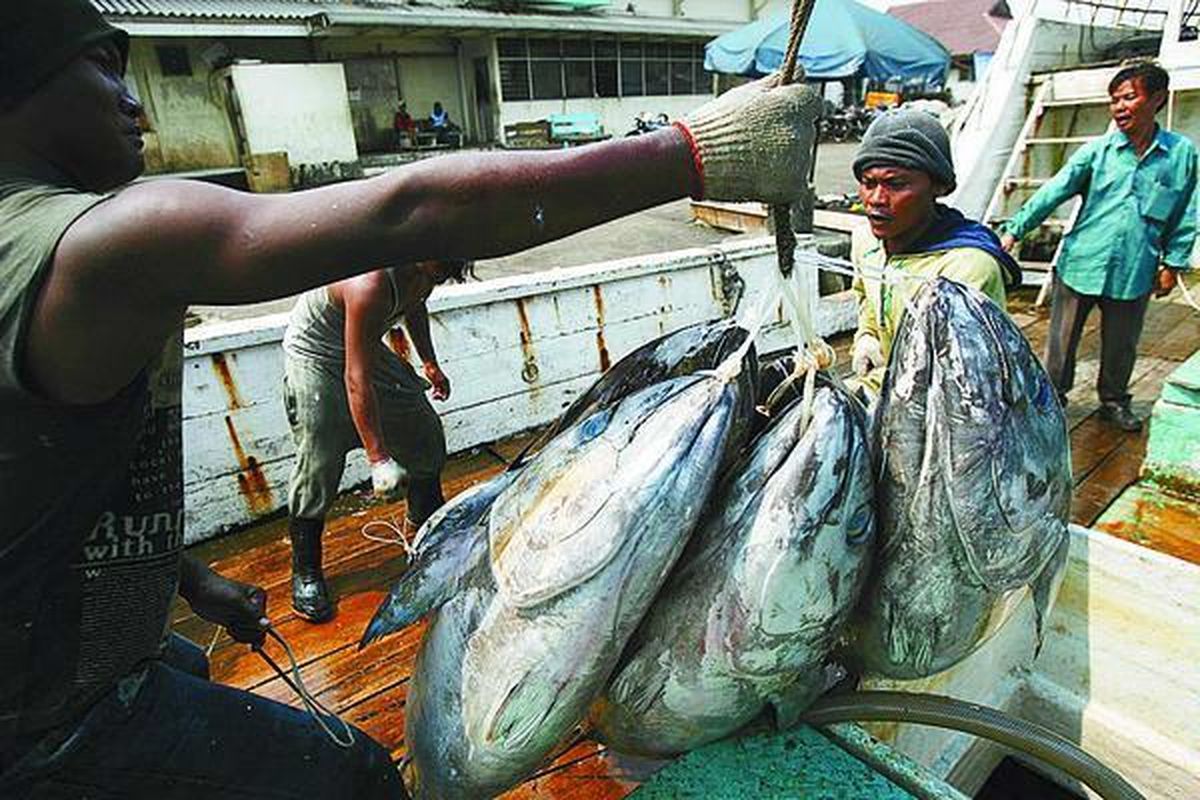 Ilustrasi ekspor ikan tuna ke Jepang