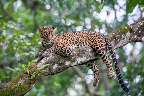 Balas Dendam karena 2 Anjingnya Mati, Pria Ini Racuni 3 Macan Tutul di Taman Nasional