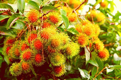 Cara Tepat Mencangkok Pohon Rambutan 