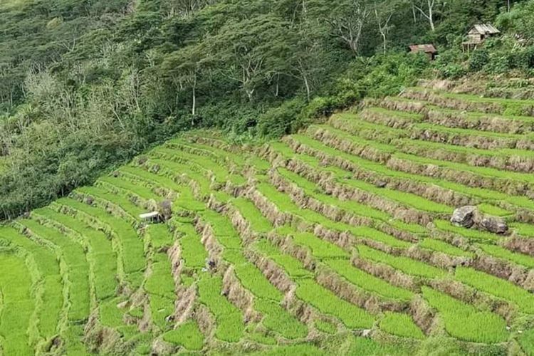 Hamparan persawahan Kolot dan Belang yang indah dan unik di pedalaman Manggarai Timur, NTT sebagai tempat wisata terbaik di pedalaman Manggarai Timur, Selasa, (14/4/2020). (KOMPAS.com/MARKUS MAKUR)