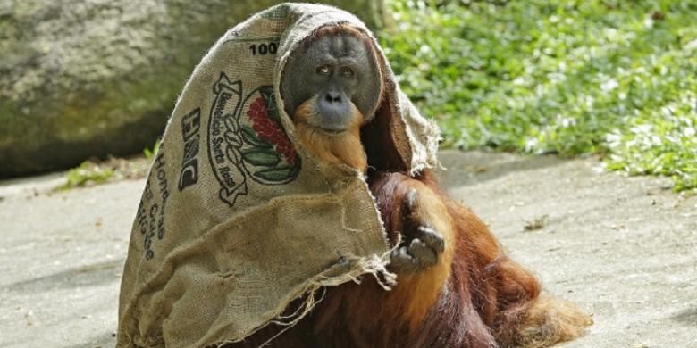 Orang utan Sumatera bernama Satria ini menemukan cara unik untuk mengurangi sengatan panas yang menerpa tubuhnya.