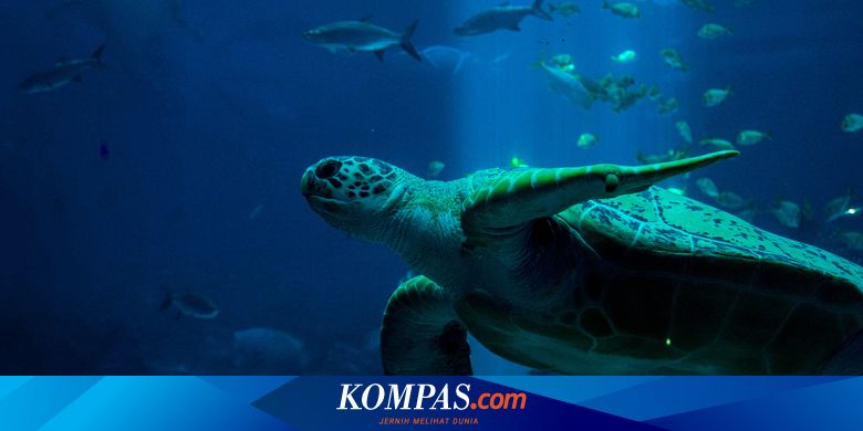 Apakah Ikan Bisa Tenggelam?