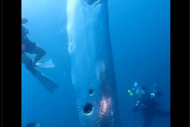 Kemunculan ikan oarfish di lepas pantai Taiwan