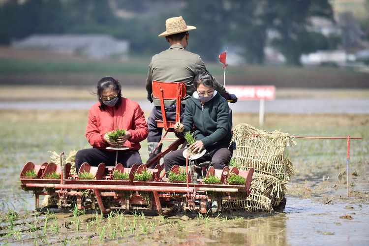 Workers plant rice at the Chongsan Cooperative Farm in the Kangso district of Nampho City on May 12, 2020. 