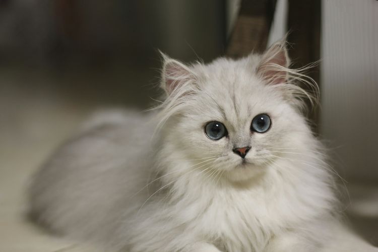 Benarkah Semua Kucing Putih Bermata Biru Tuli? Ini Faktanya