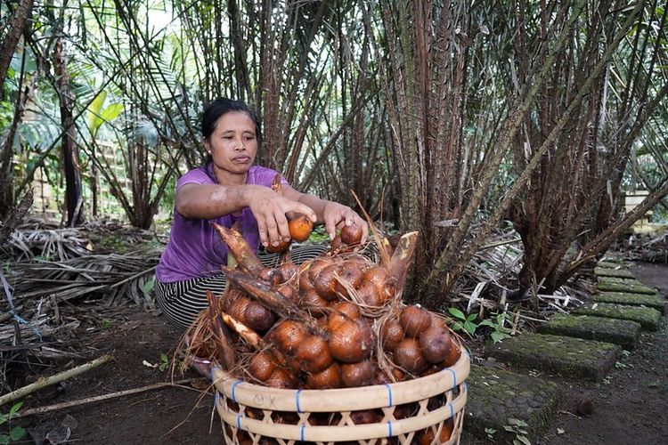 Petani perempuan sedang mengumpulkan buah salak selama panen di perkebunan.