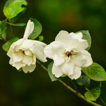 Ilustrasi Gardenia.