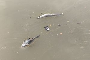 Telanjur Makan Ikan Mati di Sungai Cisadane, Apa yang Harus Dilakukan?