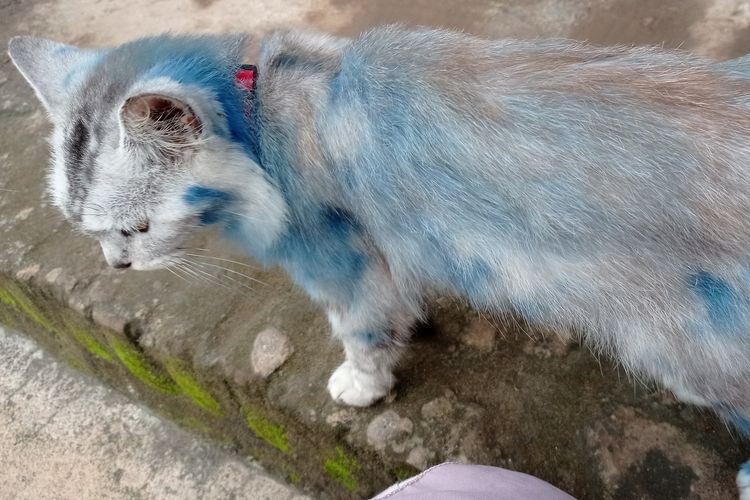 Kucing peliharaan bernama Bulbul, diduga menjadi korban keisengan, tampak dari bekas-bekas cat berwarna biru di sekujur bulunya.