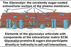 Glikoprotein: Pengertian dan Fungsinya