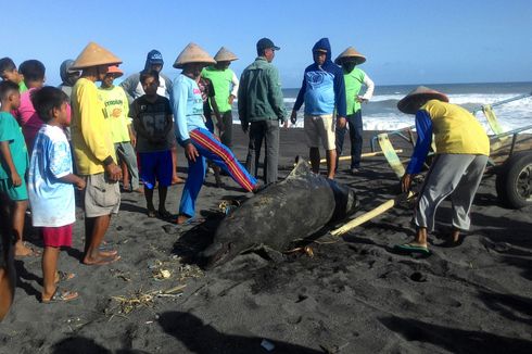 Seekor Lumba-lumba Ditemukan Mati di Pantai Kuta