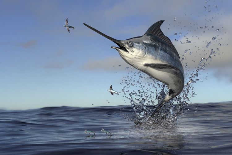 Ikan marlin berburu mangsa di permukaan laut.