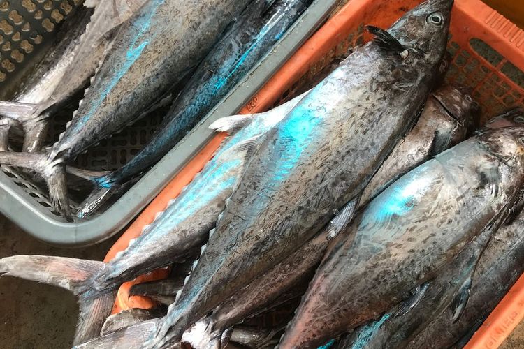 Ilustrasi ikan laut segar yang dijual di Aiting Seafood.