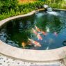 Cara Mudah Bikin Kolam Ikan Minimalis di Lahan Sempit