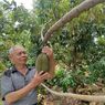 Menilik Kebun Durian Pertama di Pesisir Demak, Buah Terbesar Capai 6,5 Kg