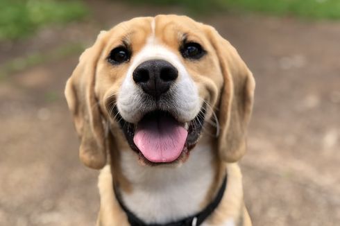 Beragam Penyebab Anjing Muntah dan Cara Menanganinya