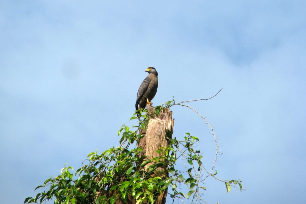 Burung di area konservasi Wilmar di Kalimantan Tengah