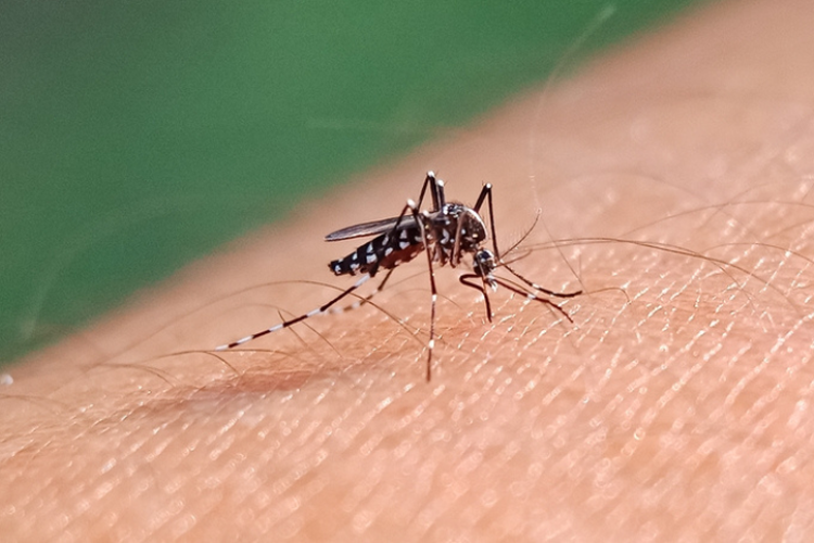 Ilustrasi nyamuk Aedes aegypti menggigit manusia. Nyamuk Aedes aegypti yang mengandung wolbachia tidak berisiko menyebabkan Japanese encephalitis.