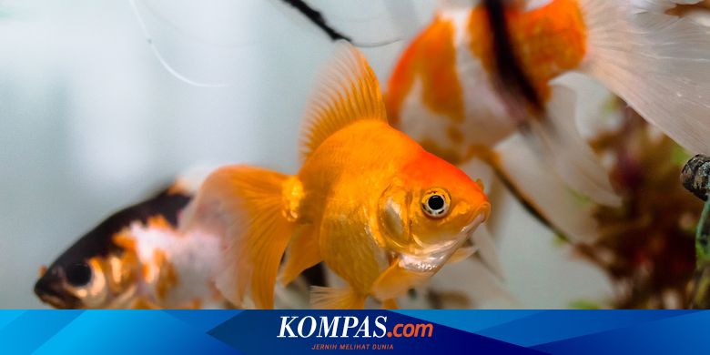 Bisakah Ikan Mati karena Tenggelam?