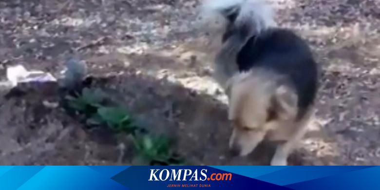 Anjing Setia Ini Setiap Hari Menengok Makam Majikannya