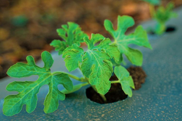 Ilustrasi bibit tanaman semangka