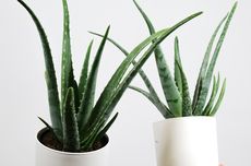 Menjaga Nalar Publik di Era Disrupsi