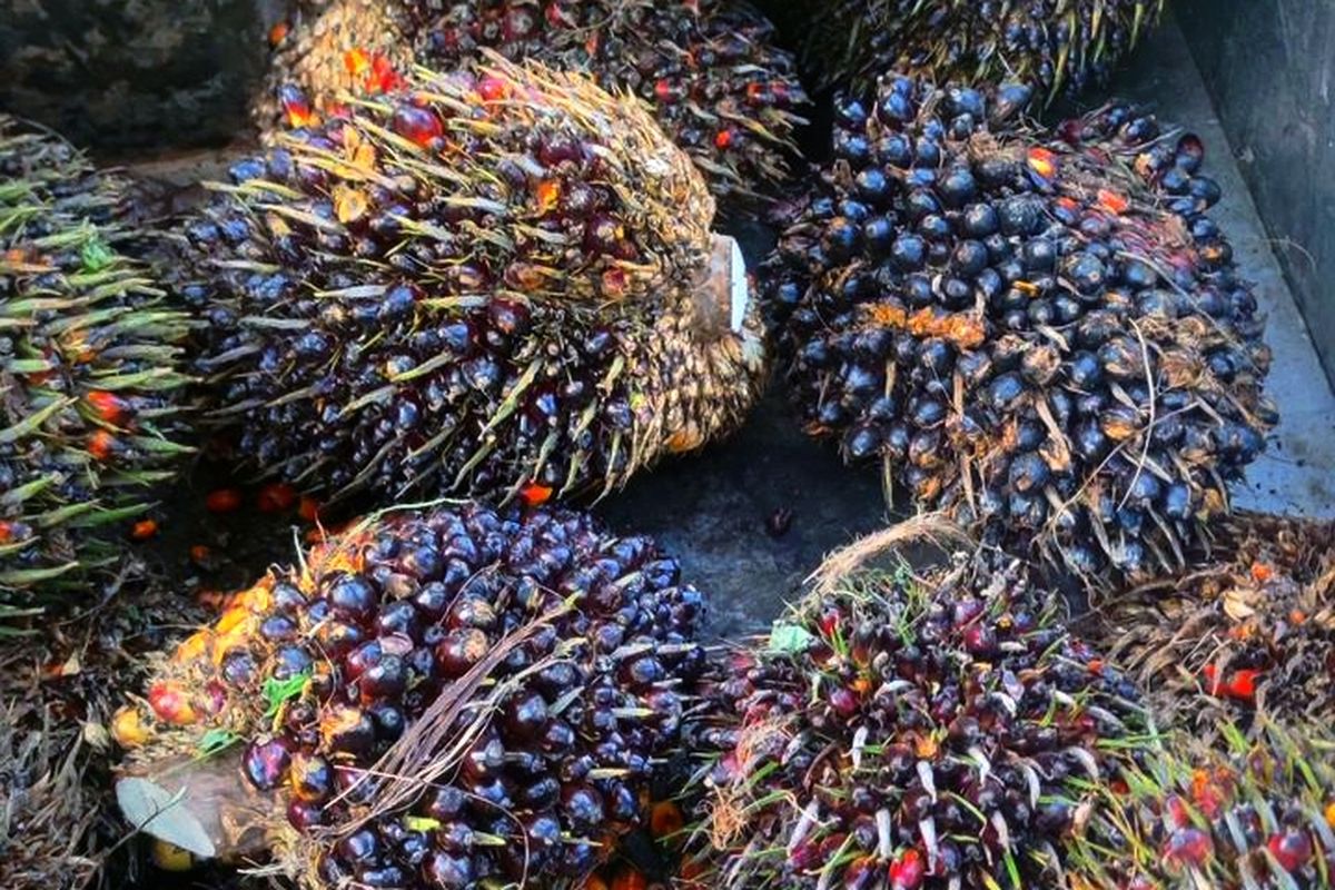 Ratusan Petani kelapa sawit di Kecamatan Segah, Berau, Kalimantan Timur, mengeluhkan anjloknya harga Tandan Buah Segar (TBS) kelapa sawit di salah satu perusahaan besar, PT Berau Agro Asia (BAA). Sejak awal Mei 2025, harga TBS disebut telah berubah delapan kali, dari semula Rp 3.210 per kilogram menjadi hanya Rp 2.920 per kilogram. Senin (26/5/2025)