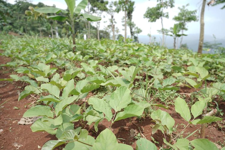 Tanaman kacang koro pedang di Sumedang, Jawa Barat.