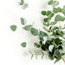 Gantung Daun Eucalyptus untuk Aroma Kesegaran di Kamar Mandi