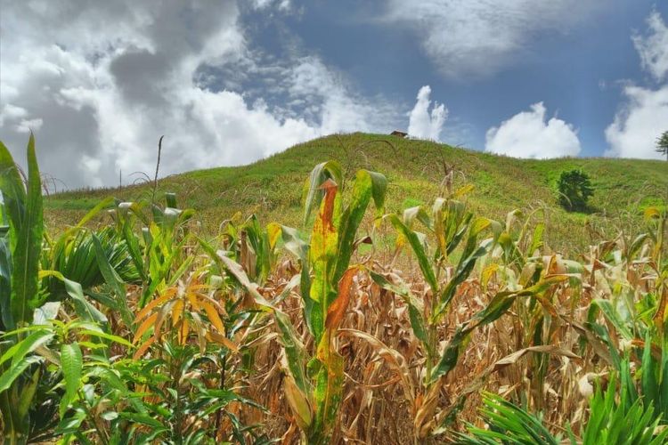 Pengembangan budidaya jagung lokal dapat menyokong peningkatan produksi telur nasional.