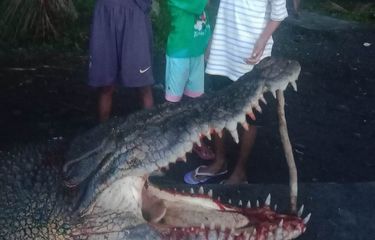 Buaya 4 Meter Ditangkap Warga di Maluku Tengah Saat Hendak ...