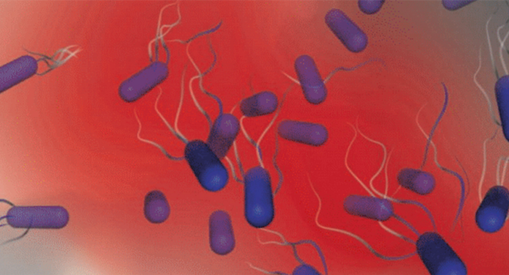 Ahli Sebut Ada Bakteri yang Tertarik dengan Darah Manusia