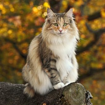 Ilustrasi kucing Norwegian forest cat. 