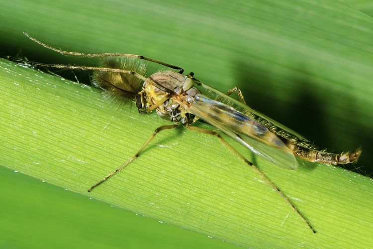 Ilustrasi hama serangga agas pada tanaman. 