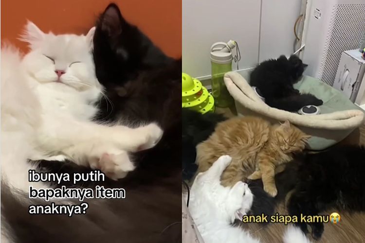Tangkap layar video kucing berbulu hitam dan putih punya anak berwarna oranye [Instagram/@masihkucing].