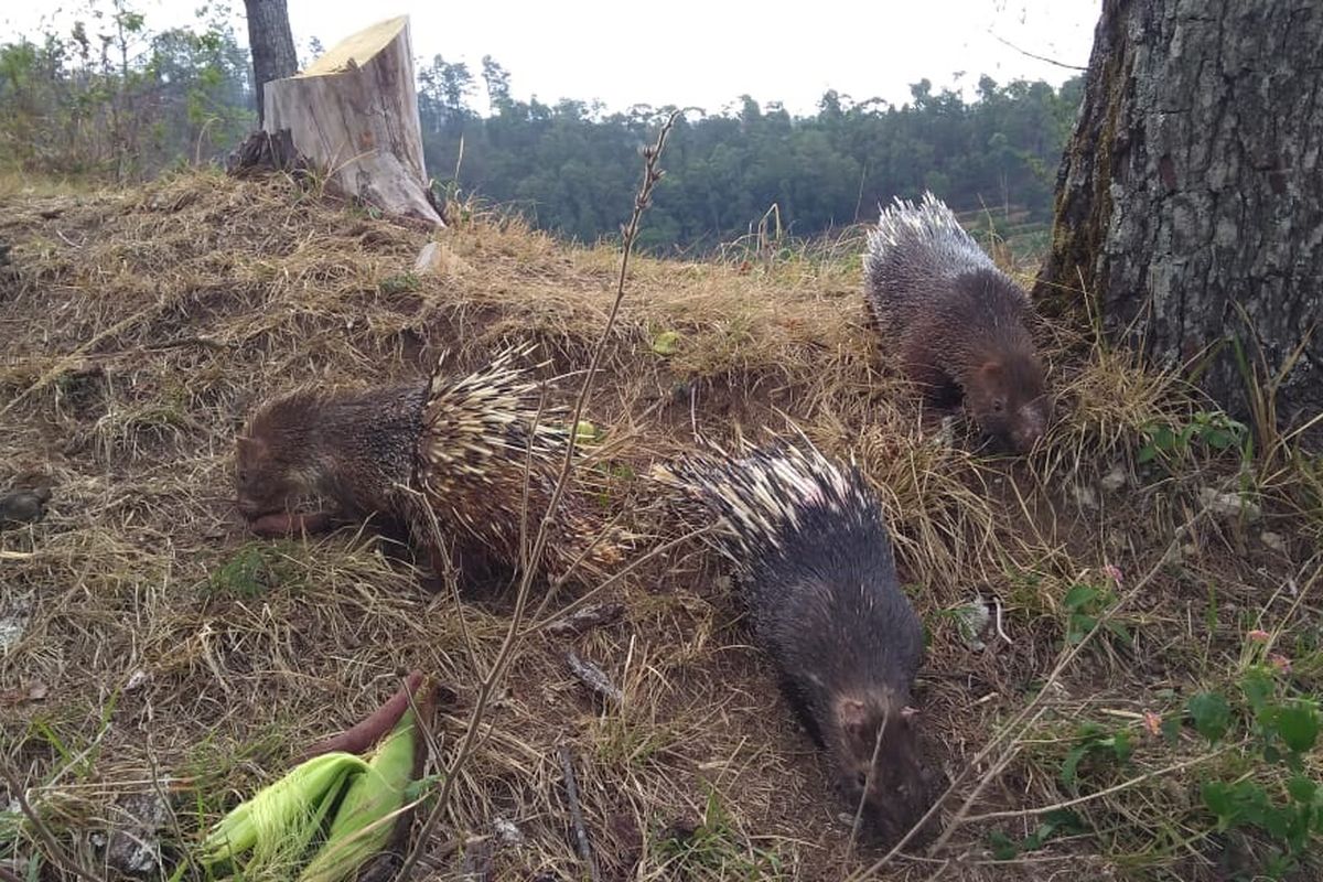 LIPI melepasliarkan sebanyak 30 ekor landak jawa (Hystrix Javanica) di Taman Nasional Gunung Merbabu, Boyolali, Jawa Tengah.