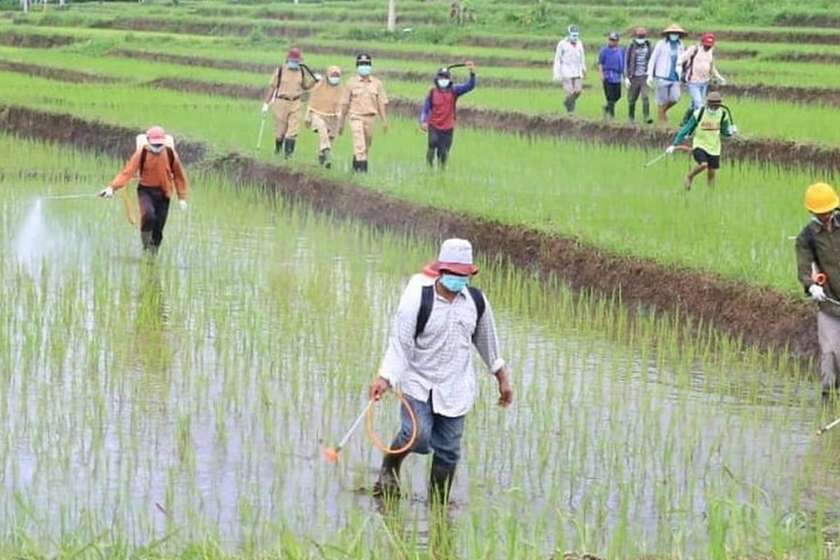 Petani saat memupuk padi