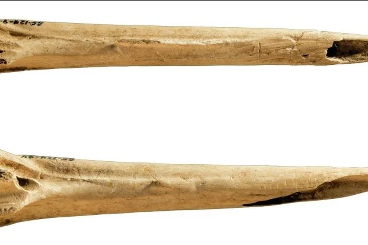 Tulang dari kalkun yang diasah digunakan menjadi alat tato.
