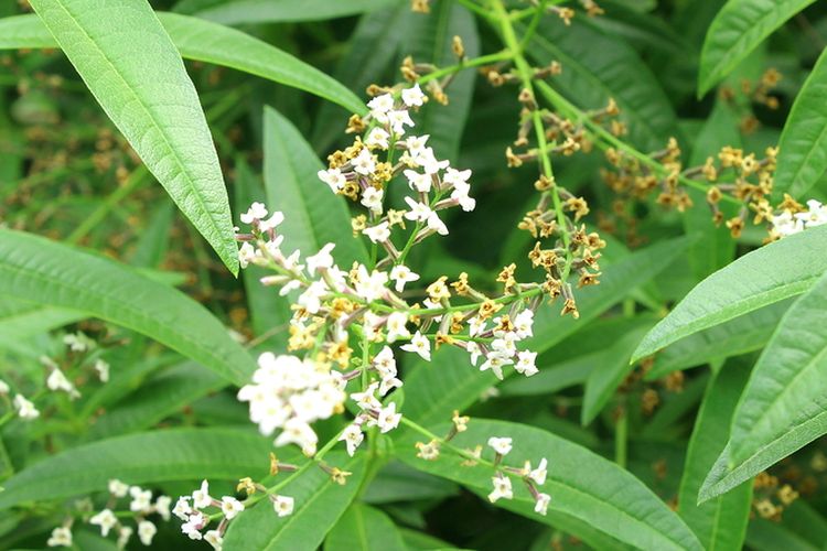 Ilustrasi tanaman herbal lemon verbena. 
