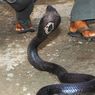 Geger, Ular Kobra Sepanjang 1 Meter Sembunyi di Lemari Baju Warga