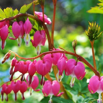 Ilustrasi tanaman bleeding heart (Dicentra spectabilis).